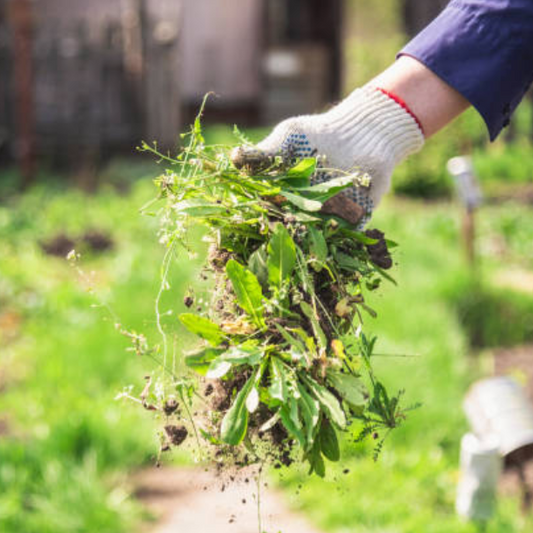 FrenchJardin : Comment désherber rapidement sans se fatiguer ?